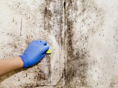 Steps for dealing with moldy walls