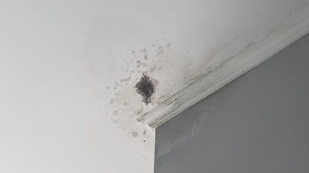 moldy walls