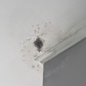 moldy walls